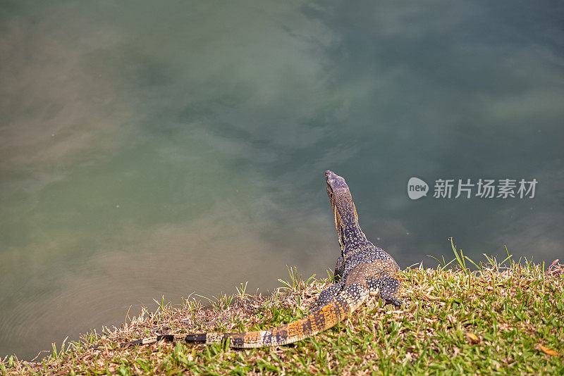 亚洲水监测器，Varanus salvator，在曼谷一个公园的一个湖前